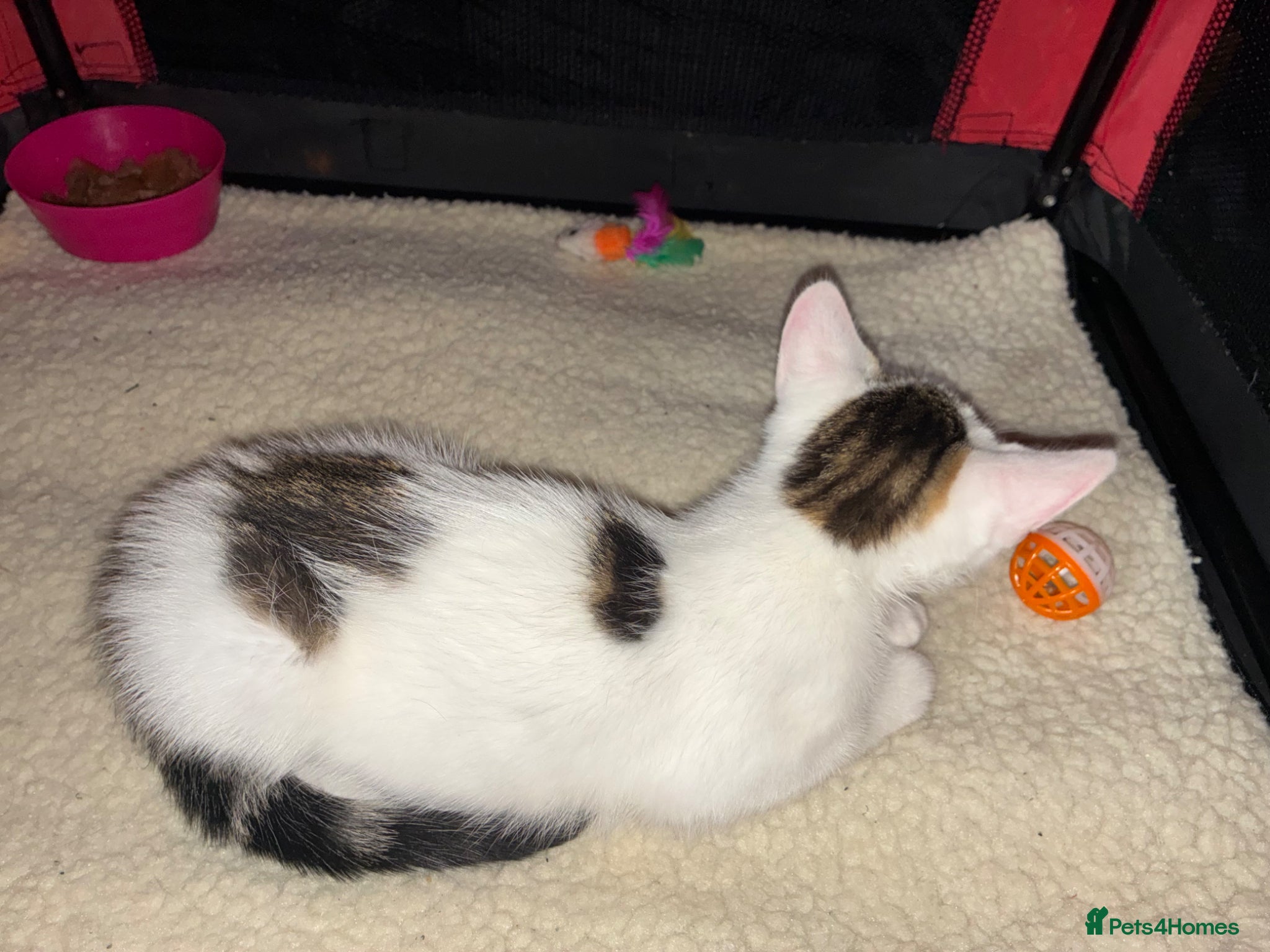 Mixed Breed cats for sale: Female kitten in Rotherham - Advert 2