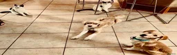 Mixed Breed dogs for adoption: Maple is ready for her forever family!  in Swindon - Advert 10