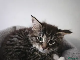 Maine Coon cats Fluffy Maine Coon girl ready for a new home - Advert 9