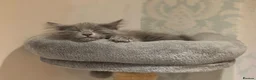 Kurilian Bobtail cats for sale: Stunning FIFe Registered Kurilian Bobtail kittens - Advert 9