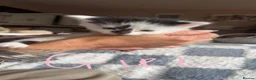 Domestic Shorthair cats for sale: Black, white and grey kittens - Advert 2