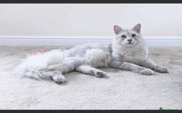 Maine Coon cats for stud: Male Blue Silver Chinchilla Maine Coon (as12) - Image 1