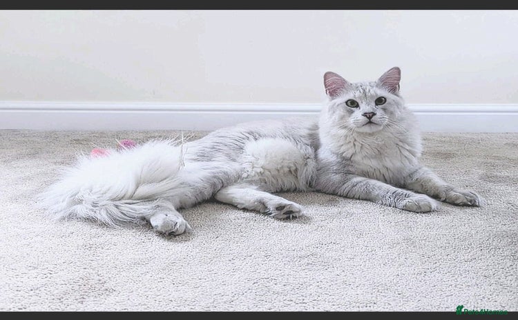 Maine Coon cats - Advert 10