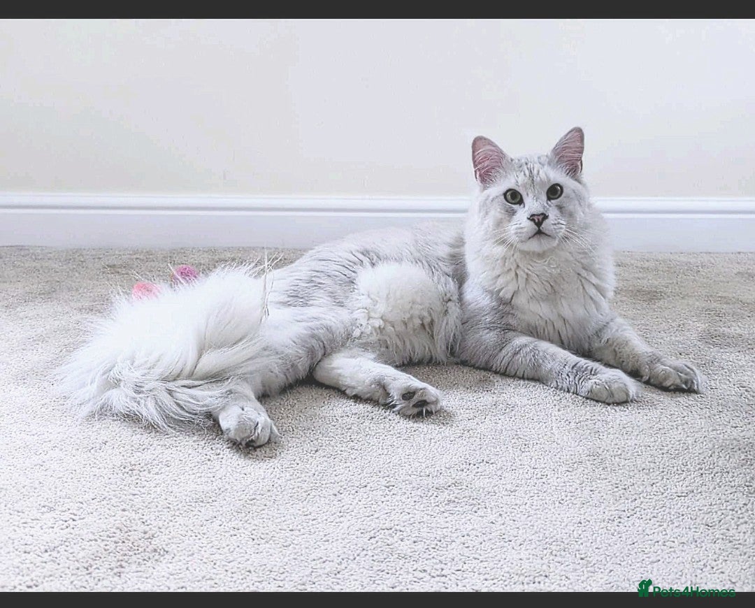 Maine Coon cats for stud: Male Blue Silver Chinchilla Maine Coon (as12) - Image 1