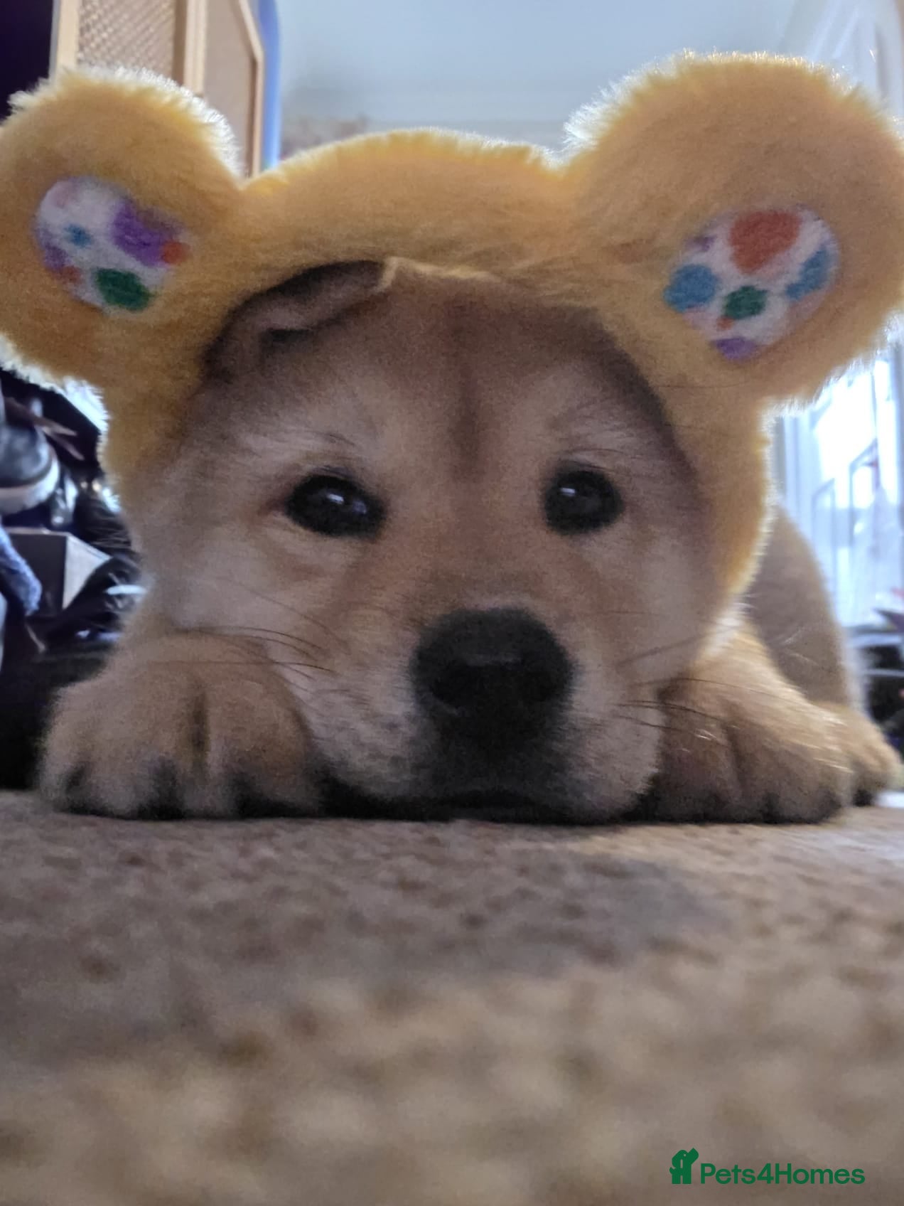 Mixed Breed dogs 2 pupies left £600 Chow Chow dad x husky mum - Advert 1