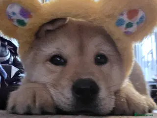 Mixed Breed dogs 2 pupies left £600 Chow Chow dad x husky mum - Advert 1