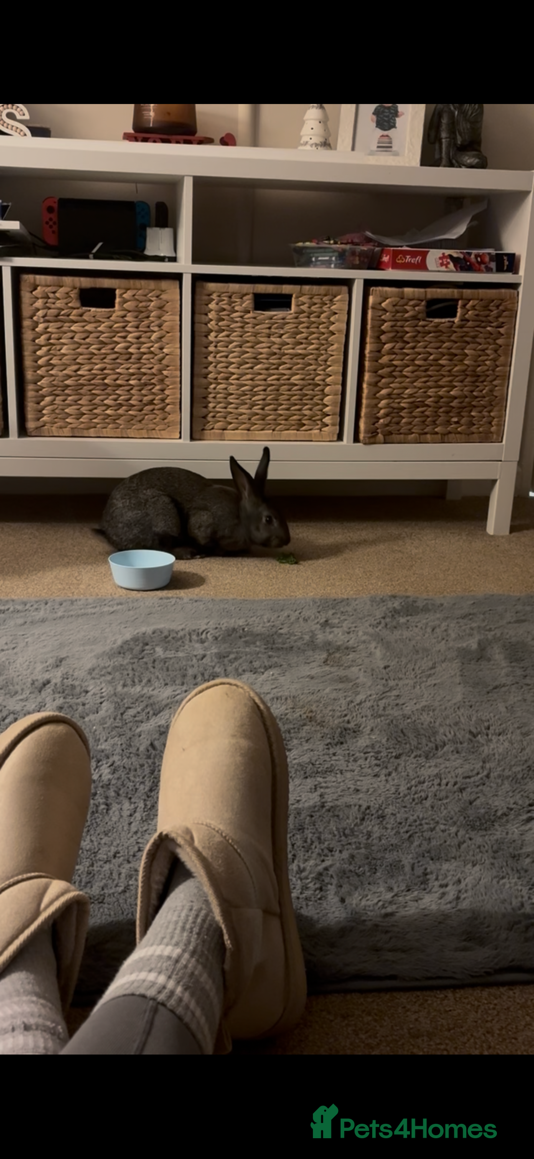 Mixed Breed rabbits for sale: Willow - rabbit  - Advert 5