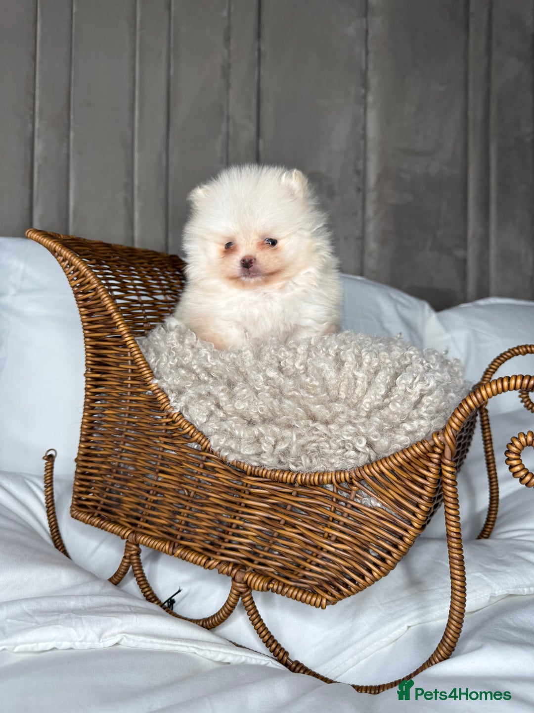 Pomeranian dogs for sale: 3 TEDDY KC POMERANIANS LEFT 🐶 - Advert 11