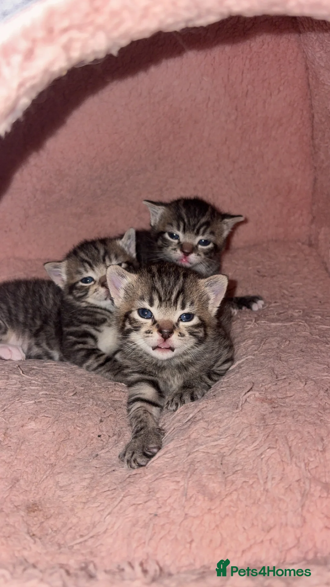 American Shorthair cats for sale: 3 Male Kittens looking for their forever home - Advert 10