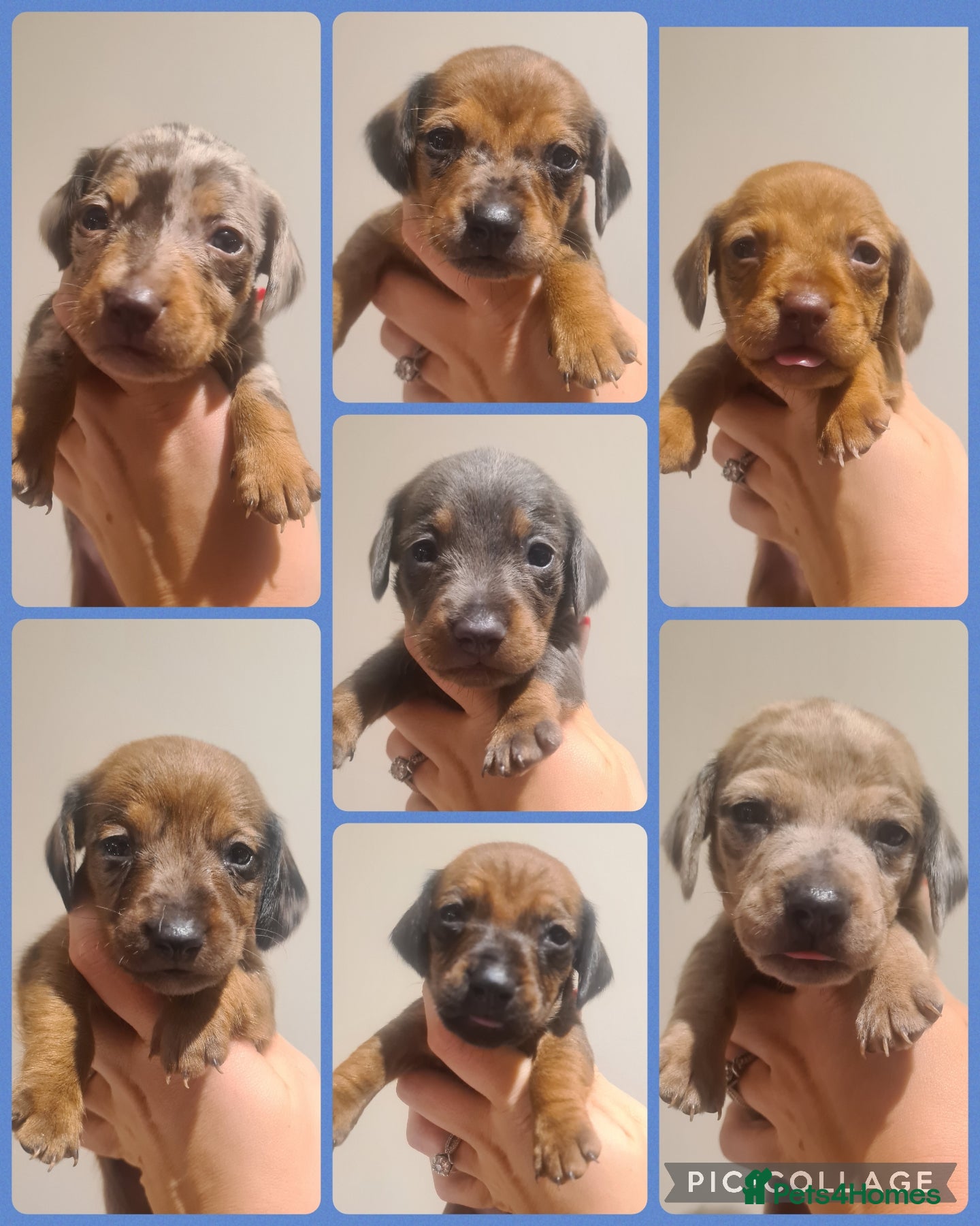 Miniature Dachshund dogs Beautiful bundle of boy mini daxies  - Advert 1