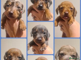 Miniature Dachshund dogs Beautiful bundle of boy mini daxies - Advert 11