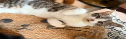 British Shorthair cats for sale: PURE BSH BOY KITTEN - ONLY £75! in Uxbridge - Advert 13