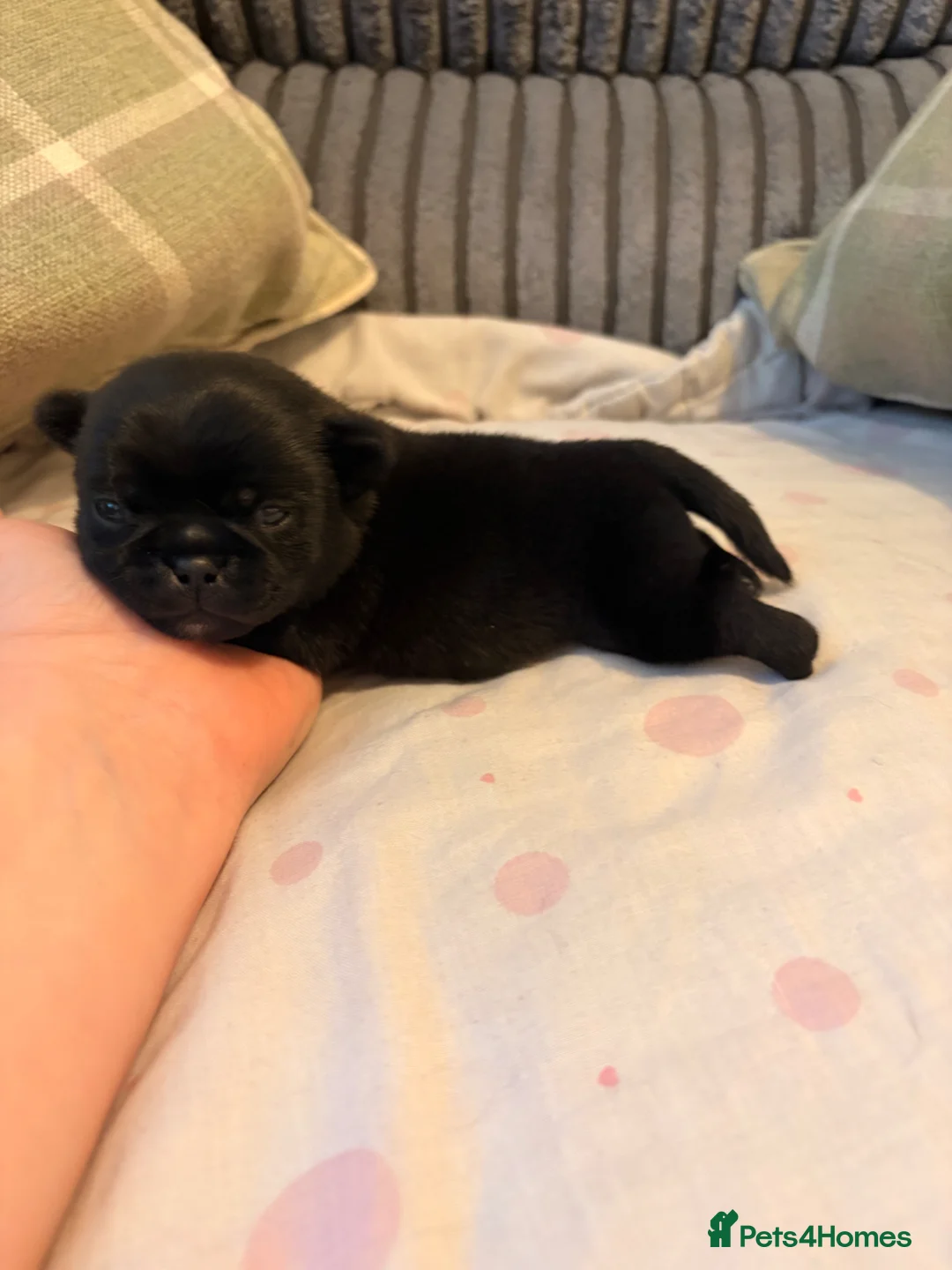 Jug dogs for sale: Stunning Jug Puppy - Advert 2