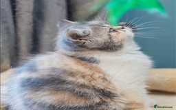 Exotic cats for sale: Beautiful exotic tourtie and white girl  - Image 5