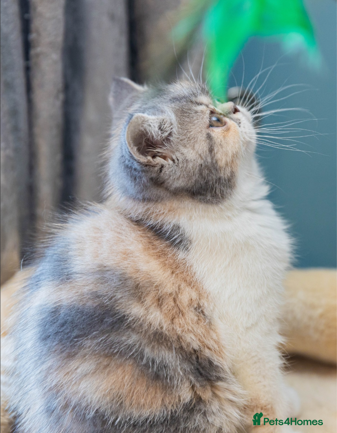 Exotic cats for sale: Beautiful exotic tourtie and white girl  - Image 5