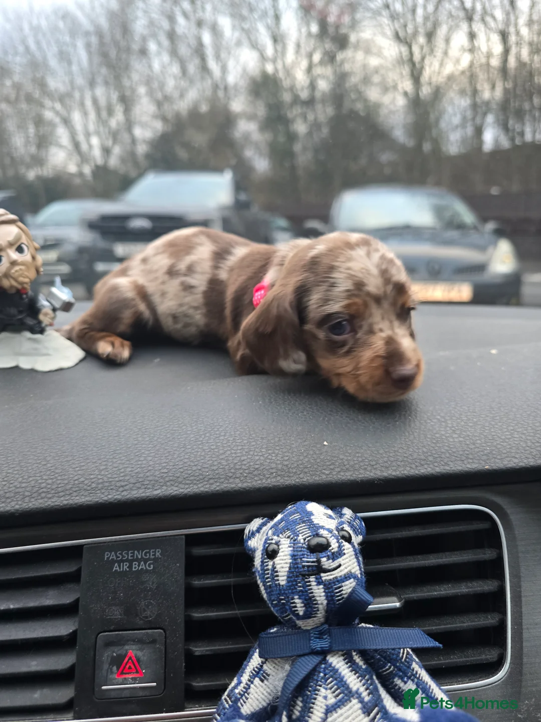 Miniature Dachshund dogs for sale: READY NOW 1 female dapple mini dachshund - Advert 29