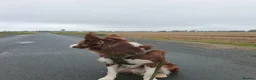 Border Collie dogs for sale: Brown Border Collie - Advert 3