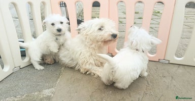 West Highland Terrier dogs - Advert 2