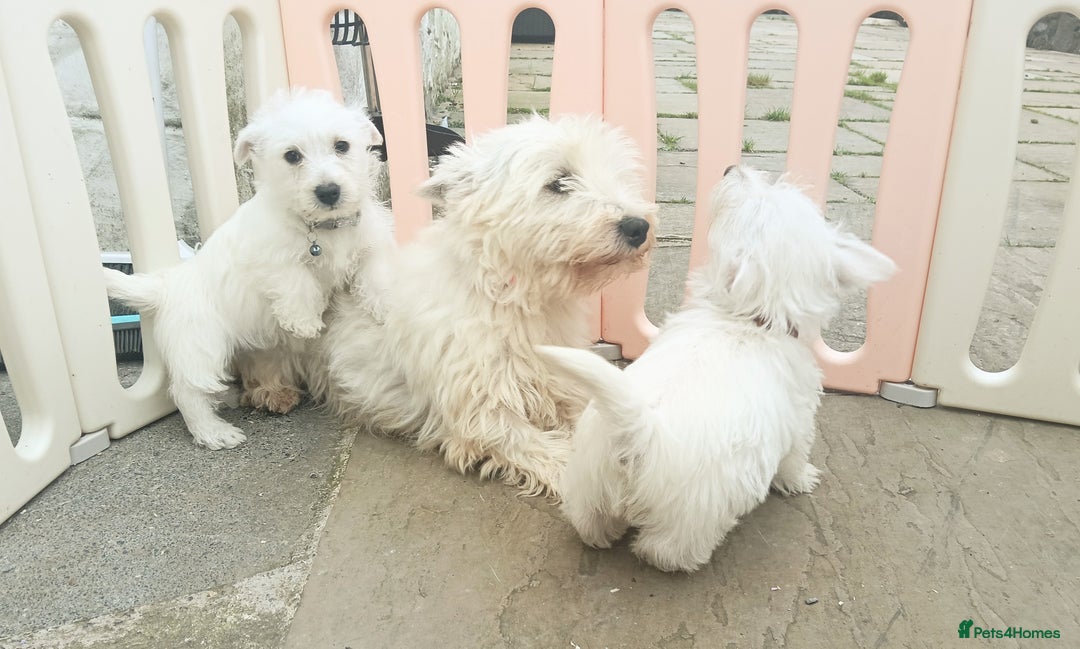 West Highland Terrier dogs for sale: Beautiful Westie Pups looking for forever homes 💞 - Image 3