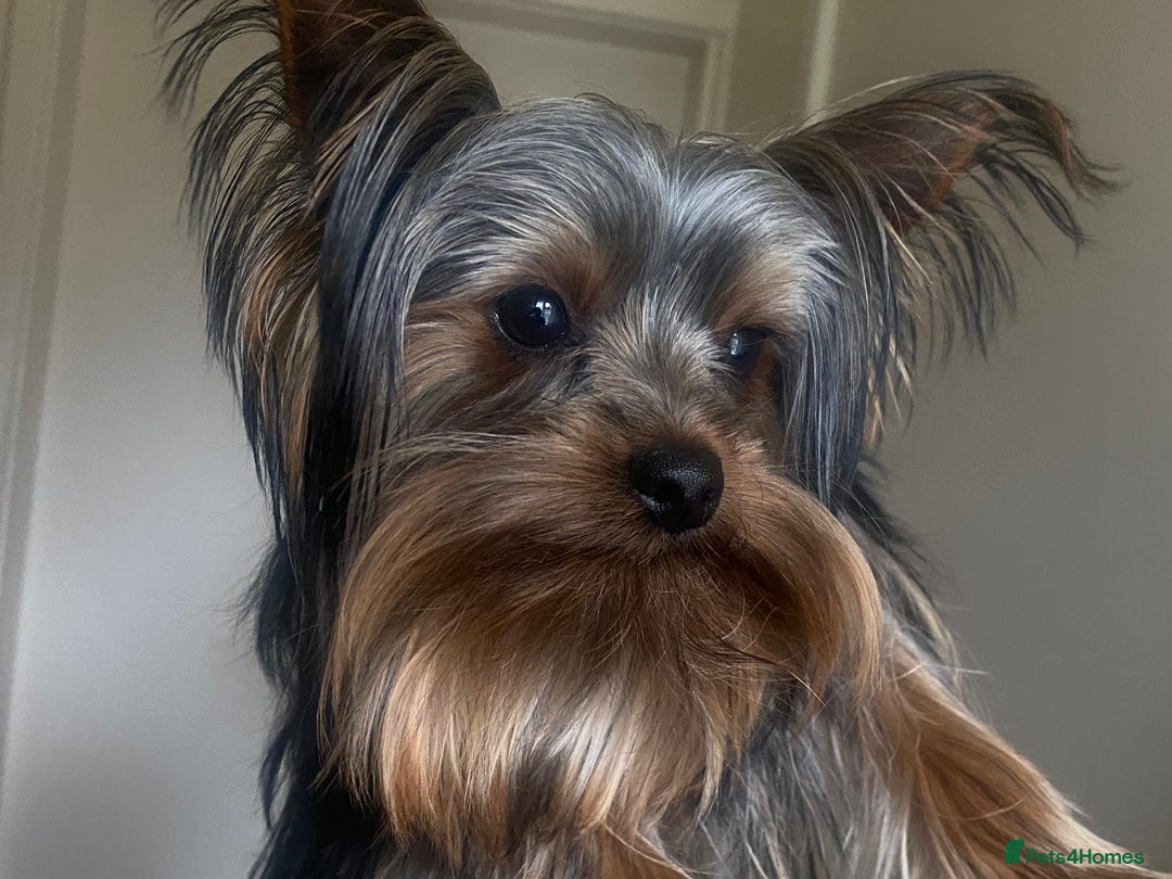 Yorkshire Terrier dogs for stud: KC registered Yorkshire Terrier Stud dog  in Manchester - Advert 15