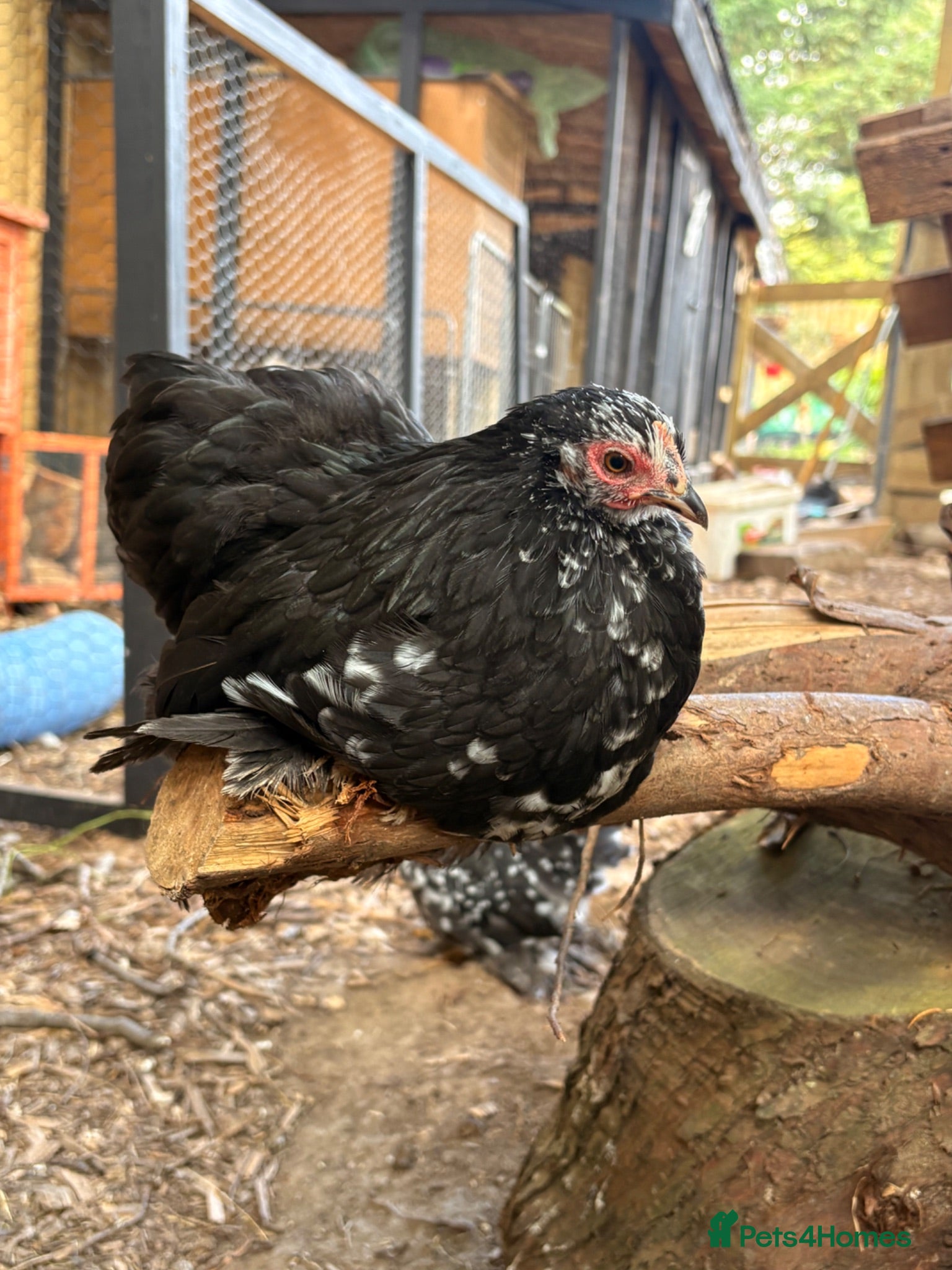 Chickens poultry Pekins , silkie and kaki campbell ducks - Advert 20