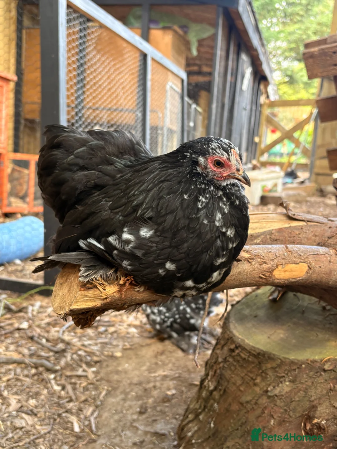 Chickens poultry for sale: Pekins , silkie and kaki campbell ducks - Advert 1
