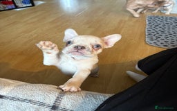 French Bulldog dogs for sale: 3 beautiful pedigree French bulldog puppies  - Image 8