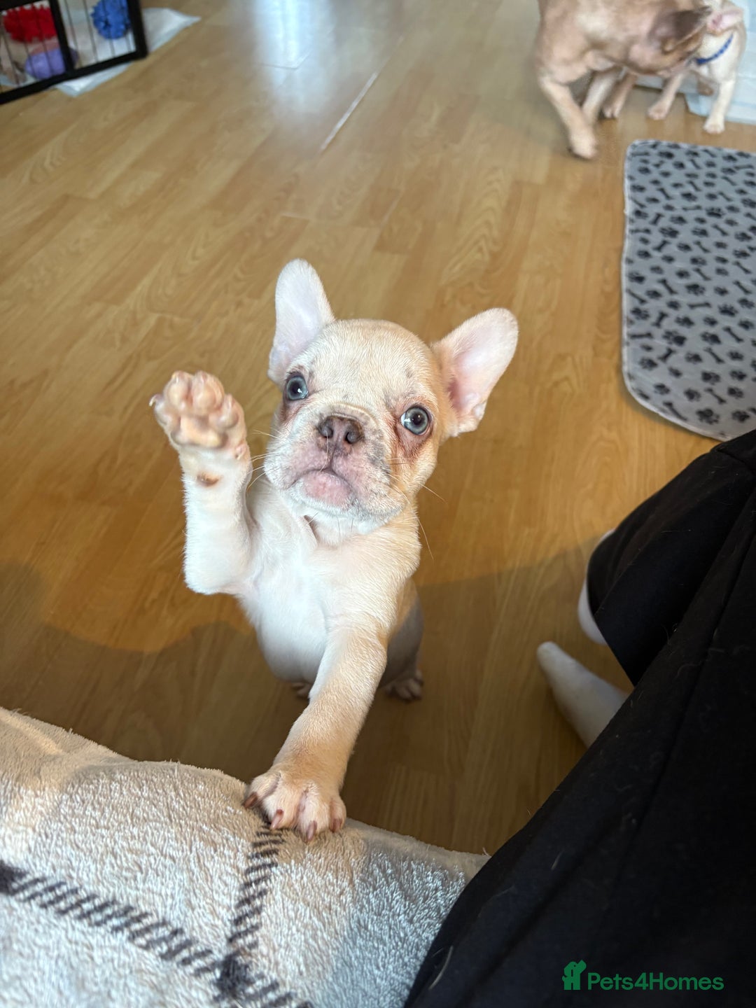 French Bulldog dogs for sale: 3 beautiful pedigree French bulldog puppies  - Image 8