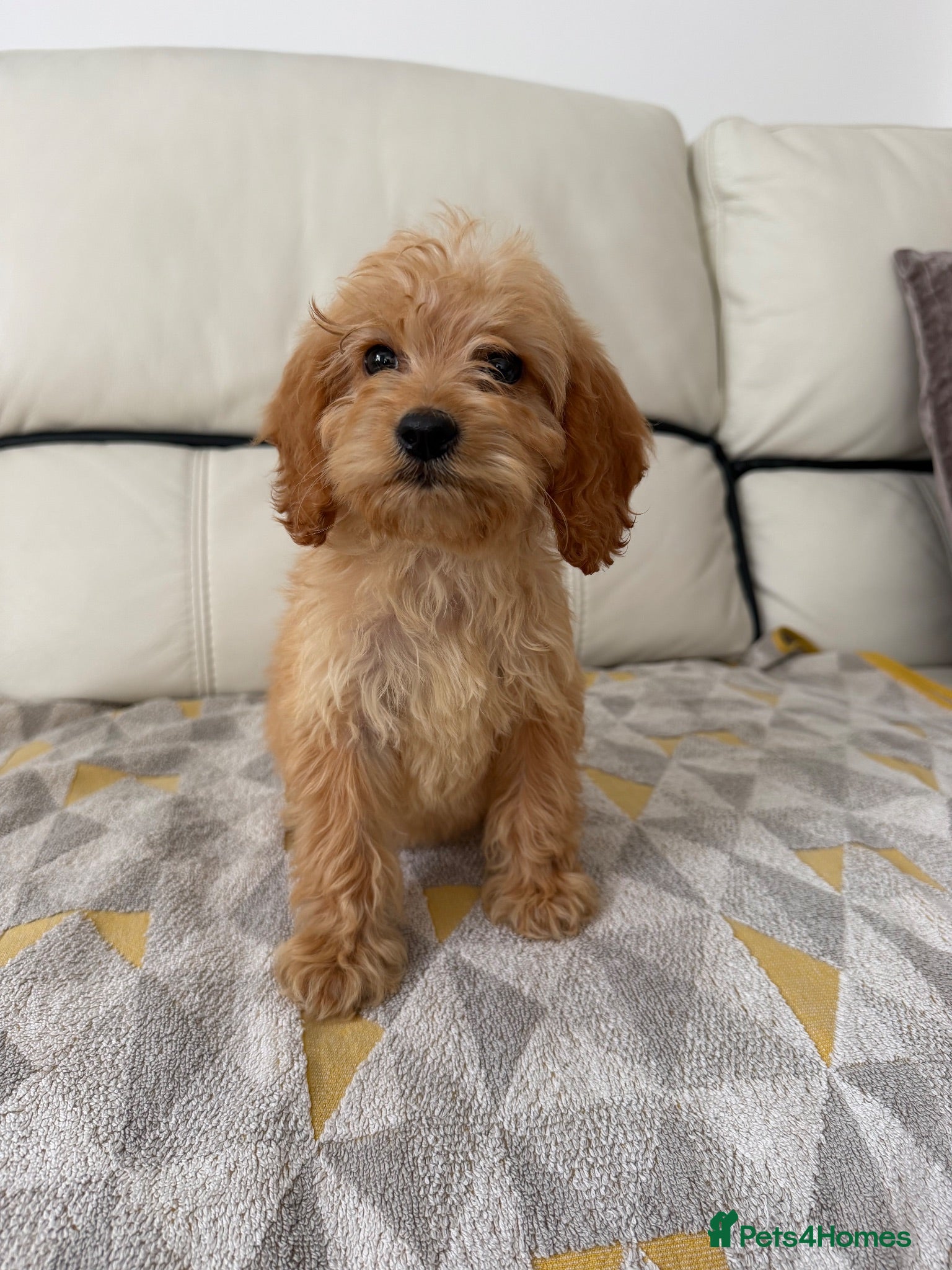 Cockapoo dogs Cockapoos ready now  - Advert 2