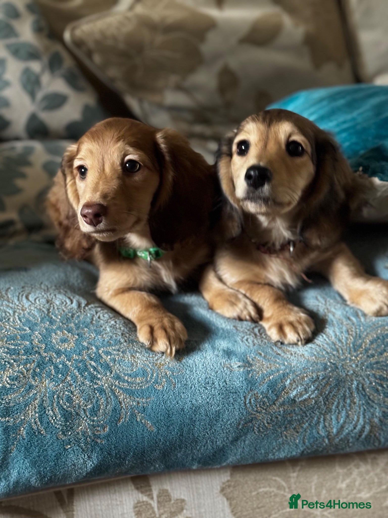 Miniature Dachshund dogs Miniature dachshund puppies longhaired - Advert 1