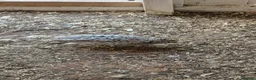 Mixed Breed birds for sale: Snowflake bob white quails  - Advert 6