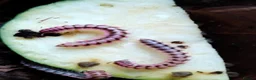 Millipedes invertebrates for sale: Antheromorpha uncinata pink flatback juveniles  - Advert 3
