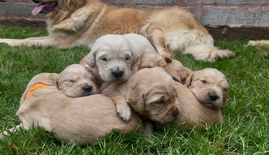 Golden Retriever dogs for sale: OUTSTANDING PEDIGREE GOLDEN RETRIVER PUPPIES KC - Image 10