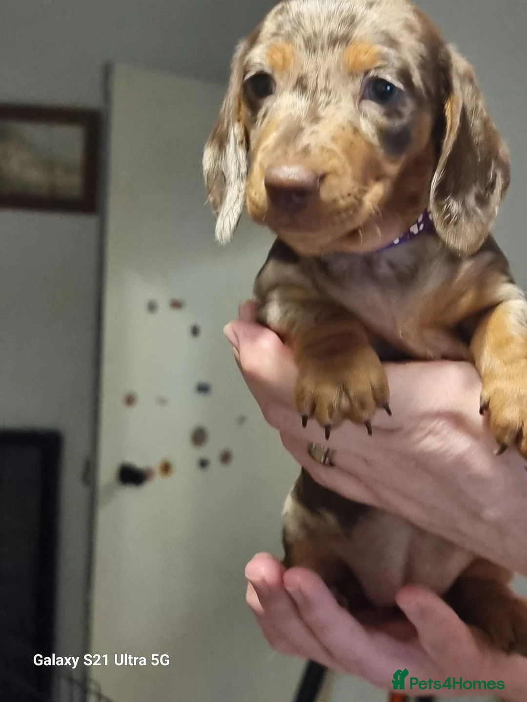 Miniature Dachshund dogs for sale: Miniature dachshund  - Advert 7