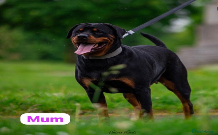 Rottweiler dogs - Advert 9
