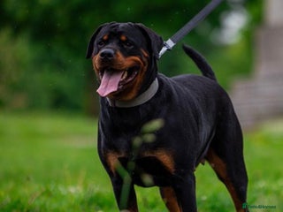 Rottweiler dogs - Advert 1