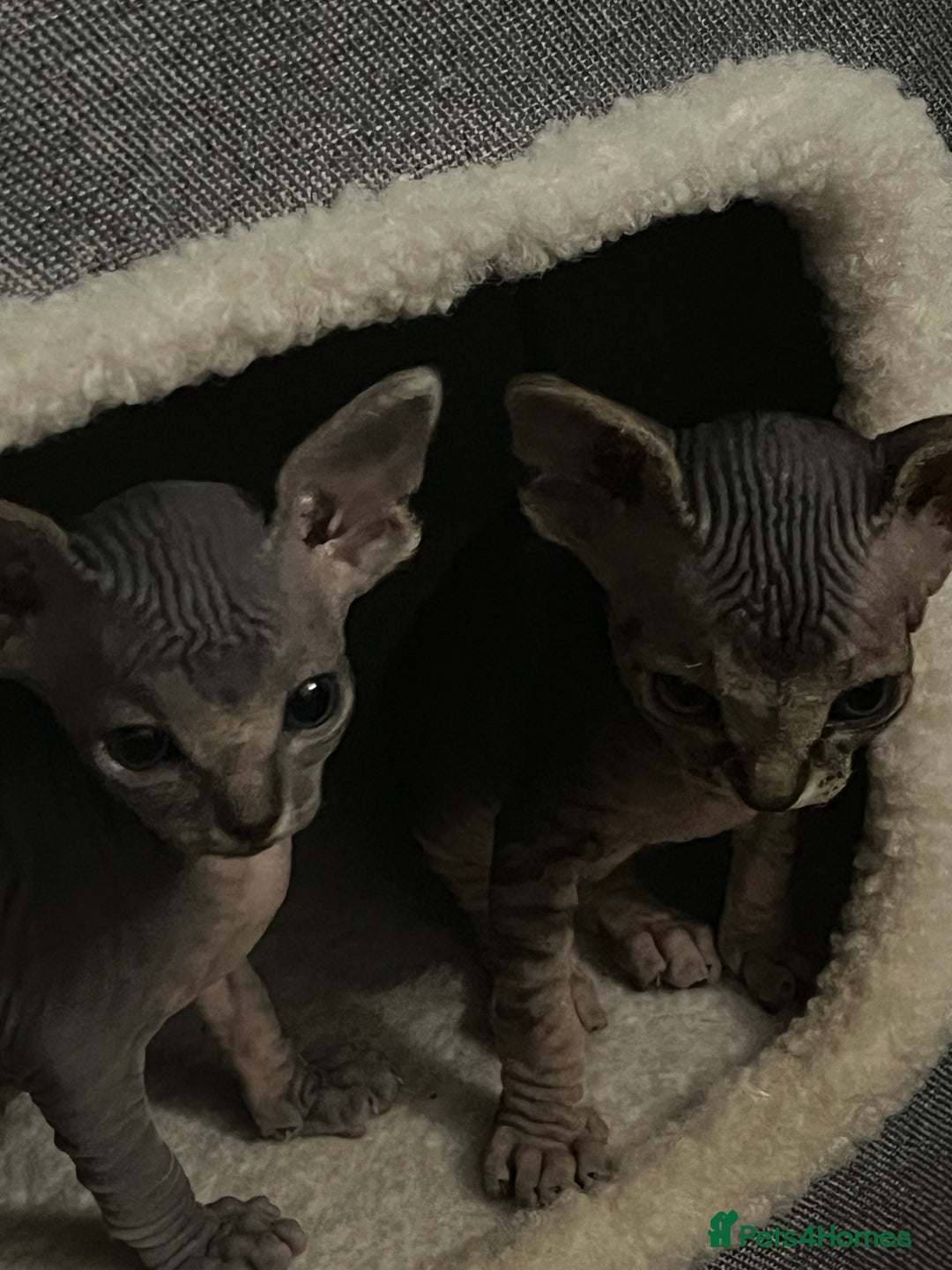 Sphynx cats for sale: August ready kitty’s in need of loving homes - Image 8