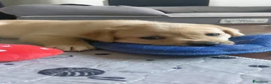 Labrador Retriever 3