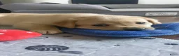 Labrador Retriever dogs for sale: !!Chunky Labrador Pupps in Bath - Advert 7