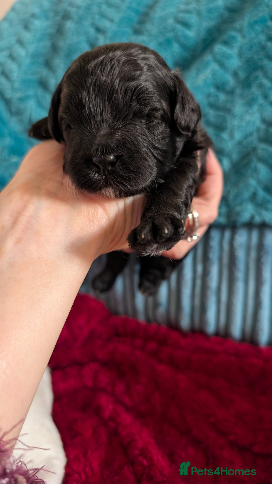 Maltipoo dogs for sale: Dna Genetically health tested maltipoos in Swindon - Advert 8