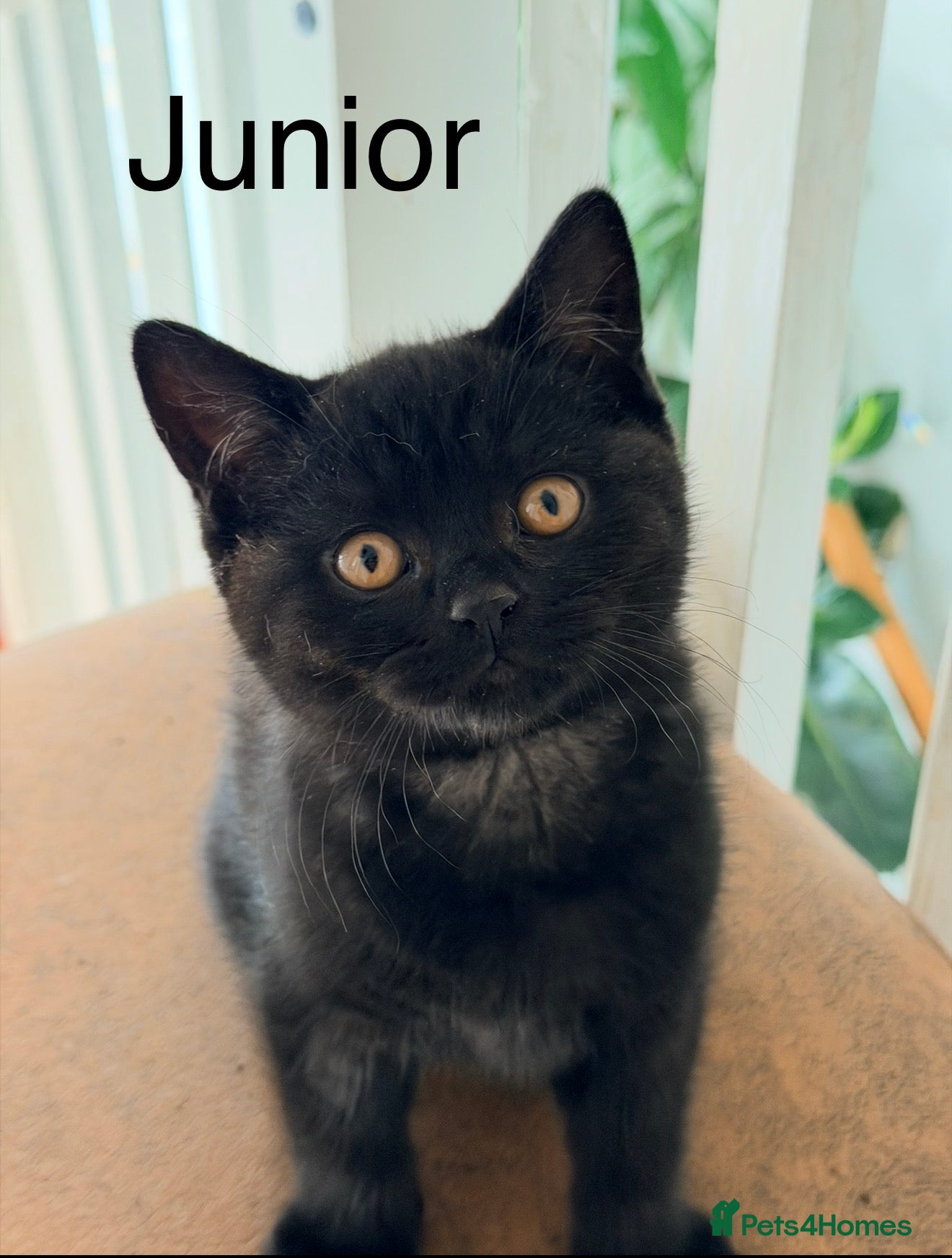 British Shorthair cats Gorgeous black BSH kittens available.  - Advert 1