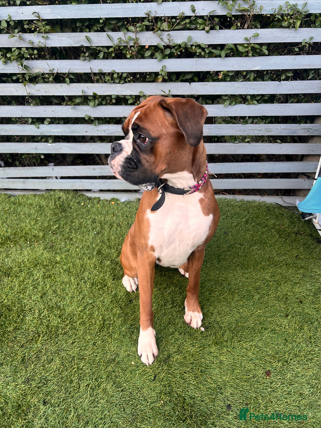 Boxer dogs for sale: KC Lovely girl - Advert 5