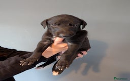 Deerhound dogs for sale: Deerhound bitches  - Image 3