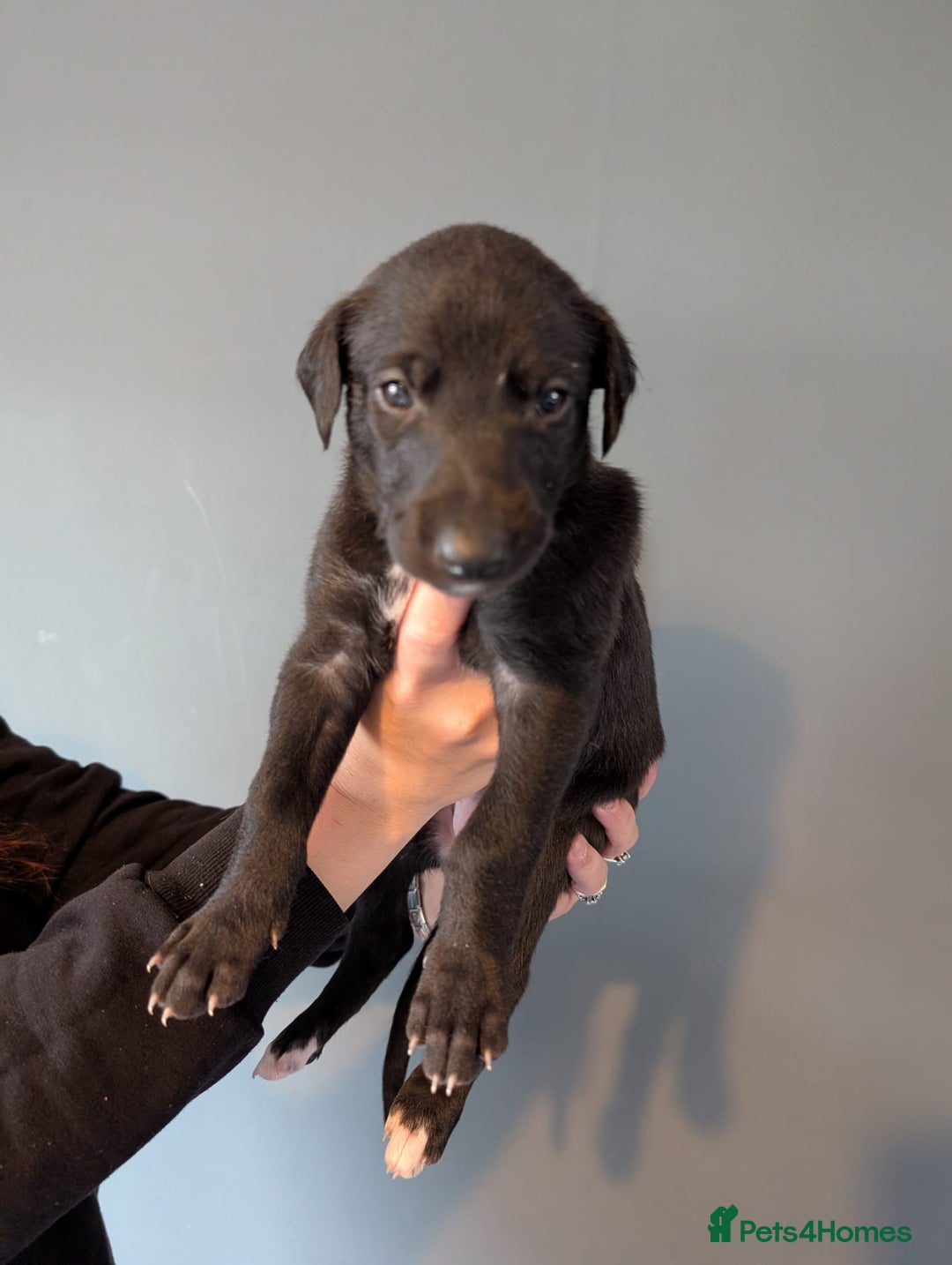 Deerhound dogs for sale: Deerhound bitches  - Image 3