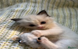 Ragdoll cats for sale: 🎀Beautiful Ragdoll kittens (TICA reg)🎀 - Image 19