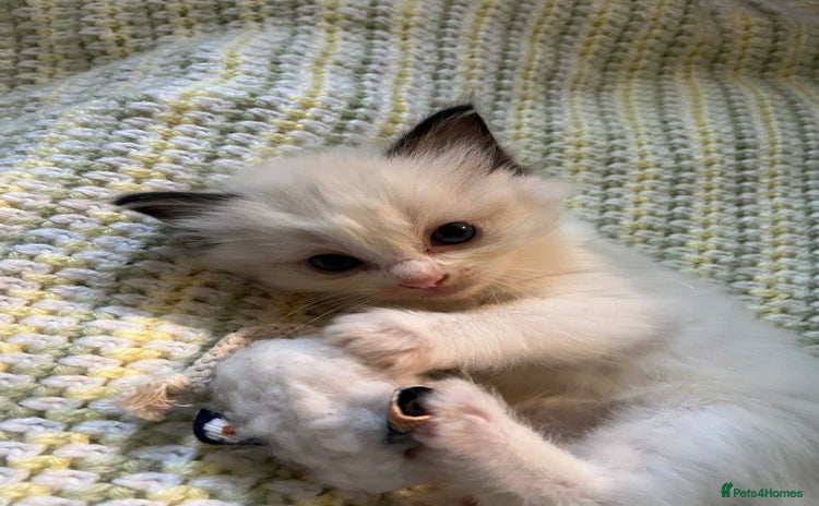 Ragdoll cats - Advert 7