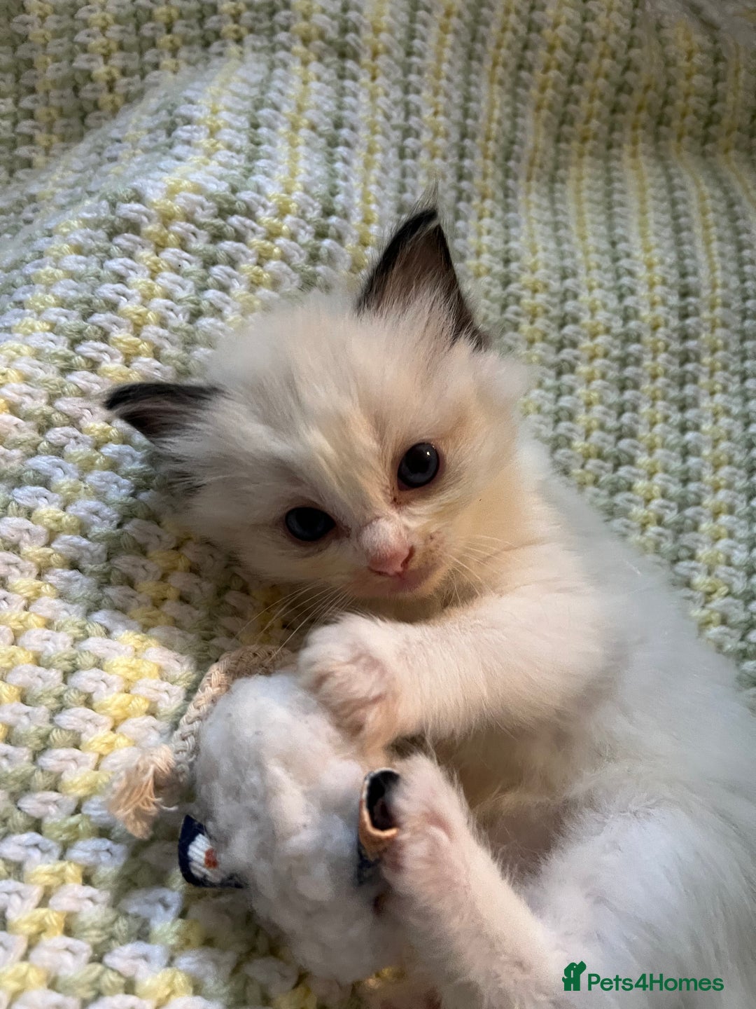 Ragdoll cats for sale: 🎀Beautiful Ragdoll kittens (TICA reg)🎀 - Image 19