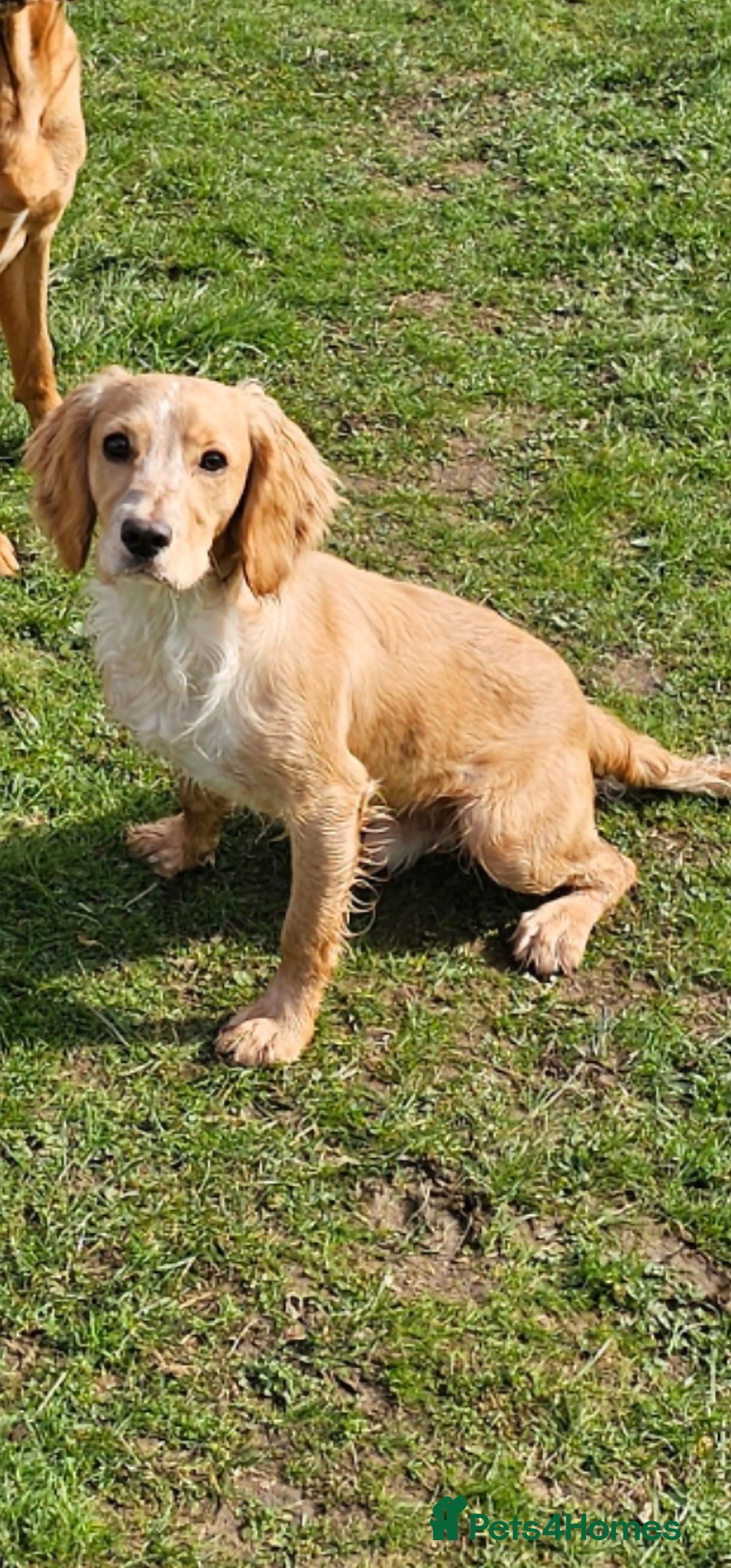 Cocker Spaniel dogs for sale: Cocker spaniel pups - Advert 3