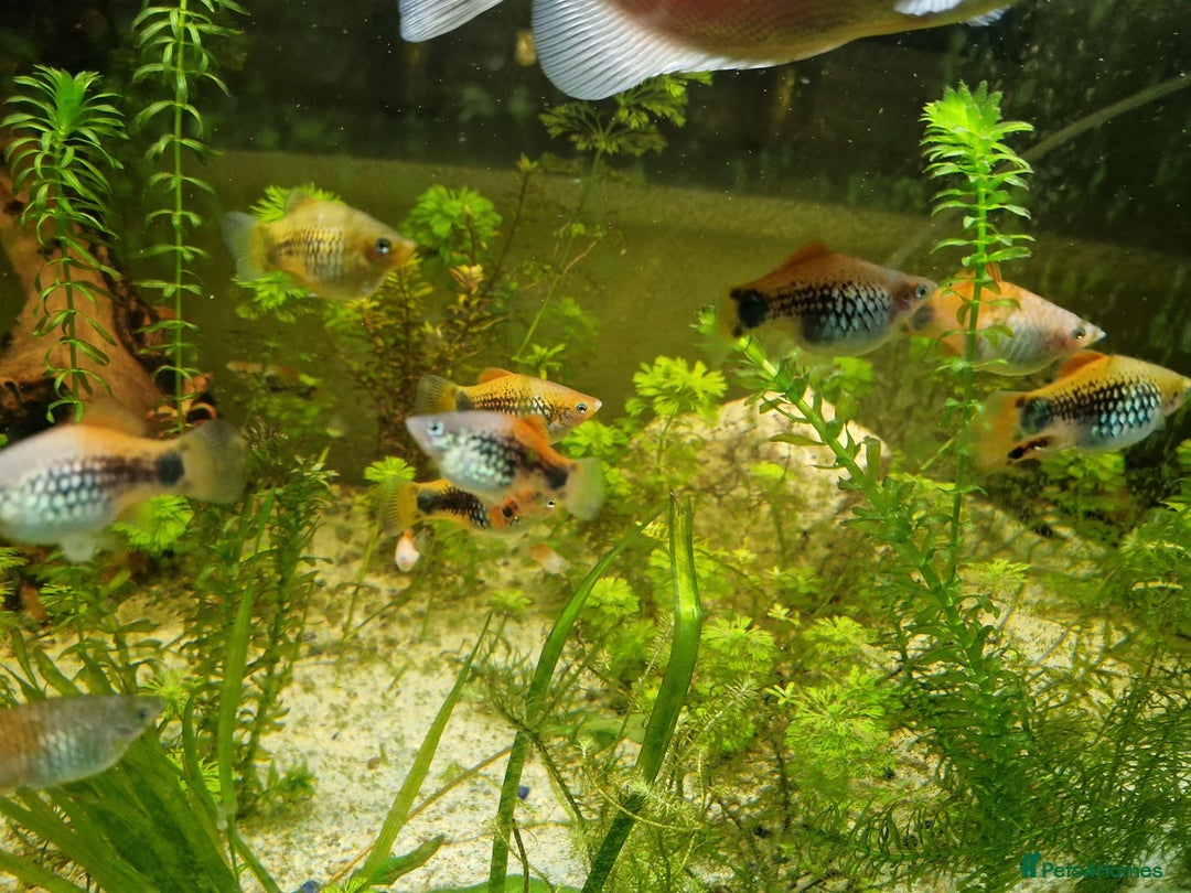 Platies fish for sale: Mixed Platies for sale - Image 6