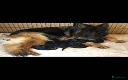 German Shepherd dogs for sale:  kc health tested long haired German shepherd pups - Image 14